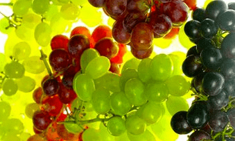 uztura korekcija varikozām vēnām